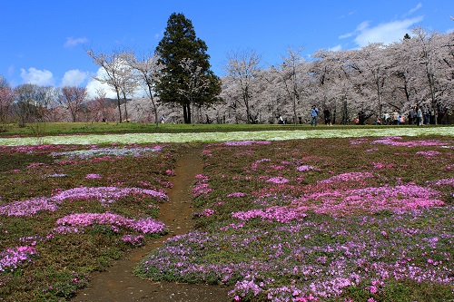 ◆赤城南面千本桜が見頃です◆