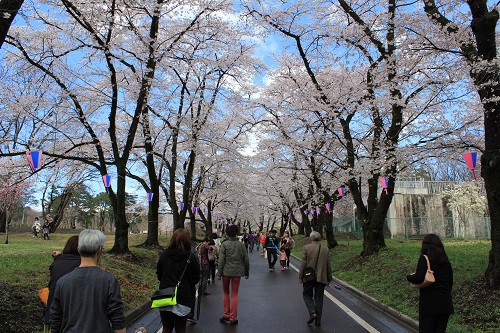 ◆赤城南面千本桜が見頃です◆