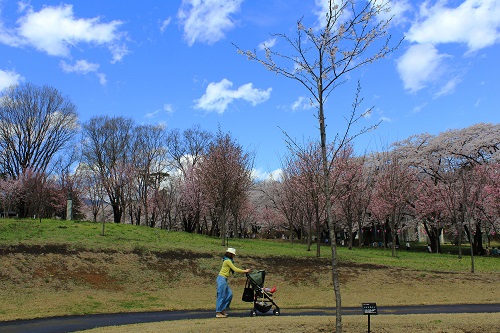 ◆赤城南面千本桜が見頃です◆
