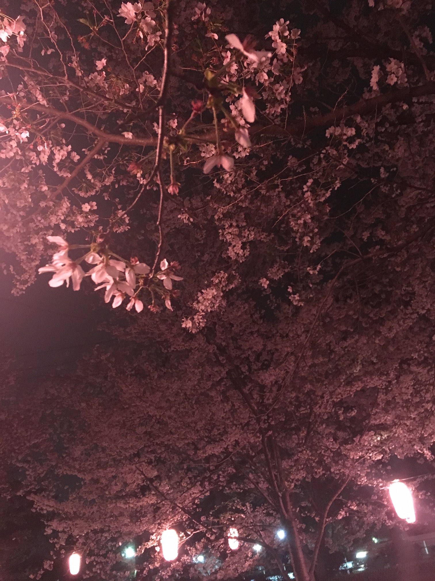 ◆夜桜◆