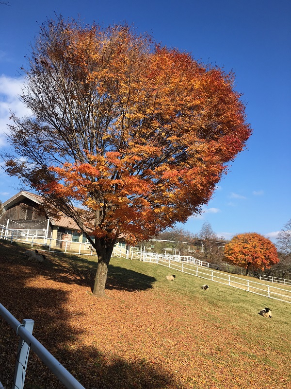 紅葉
